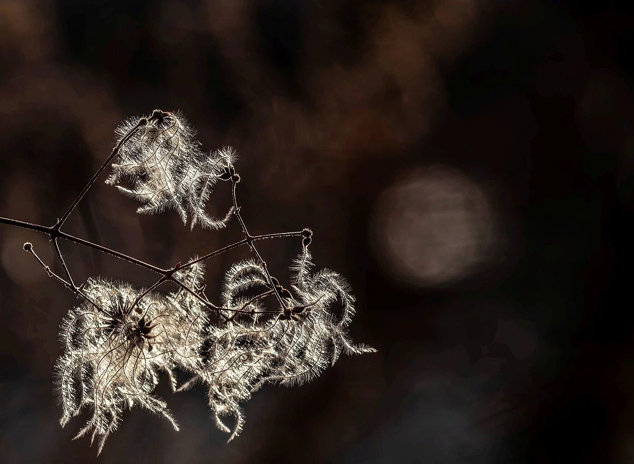 Enchanting Sunset Glow Illuminates Delicate Plant Fibers