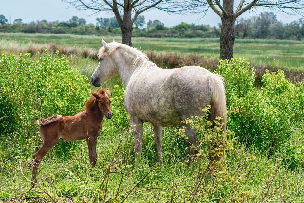 Tender Spring: Mare and Foal in a Lush Pasture