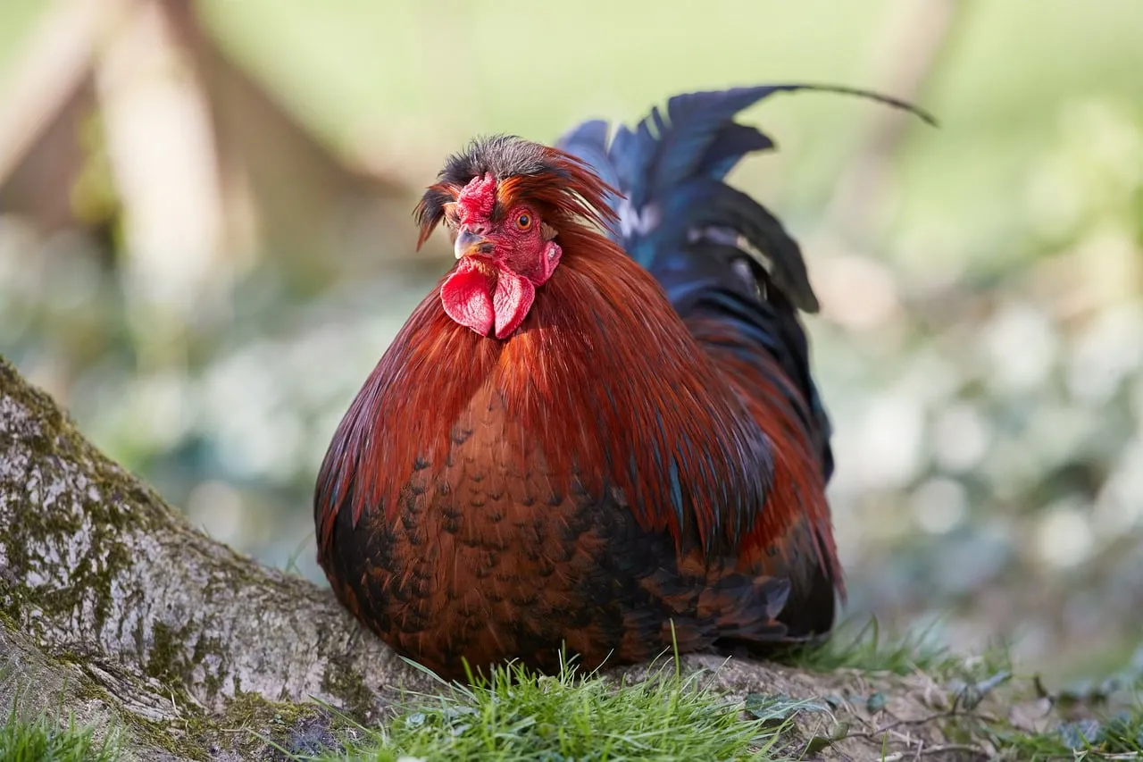 Vibrant Farm King: Majestic Rooster Resting in Nature