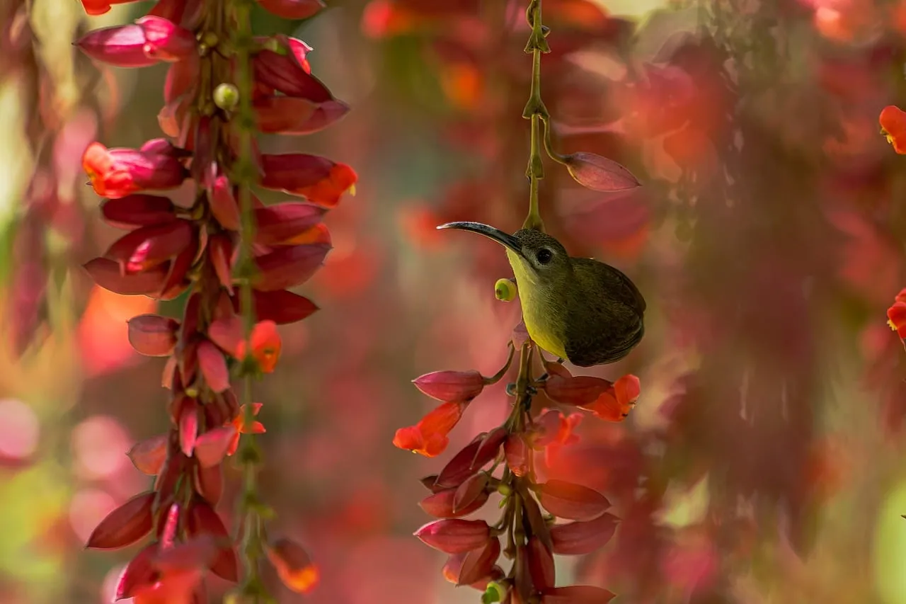 Vibrant Encounter: Tiny Hummingbird Amidst Exotic Red Flowers