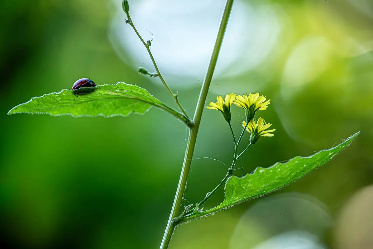 Vibrant Macro: Ladybug on Leaf with Yellow Wildflowers