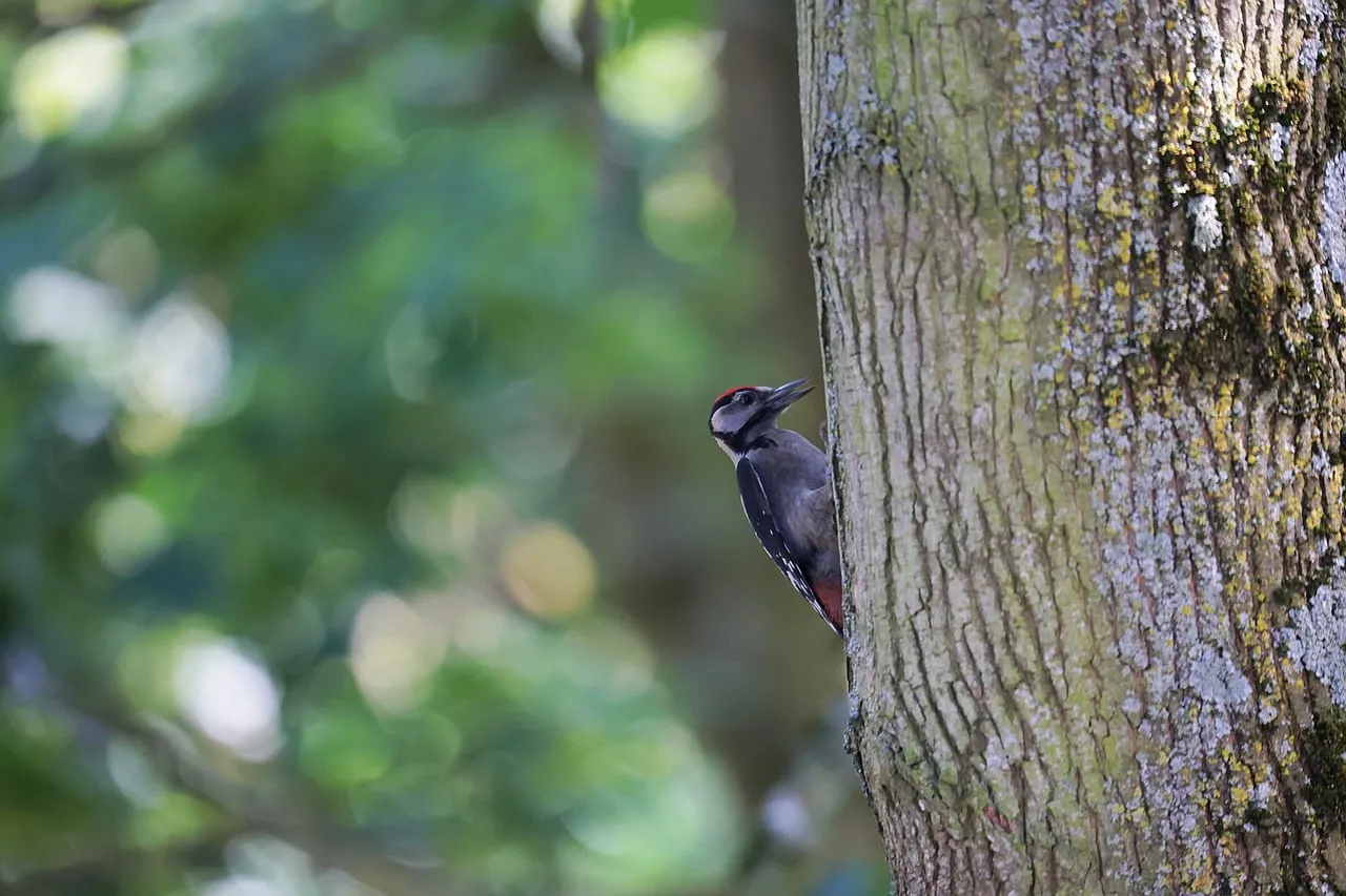 Vibrant Woodpecker Camouflaged on a Textured Tree Trunk