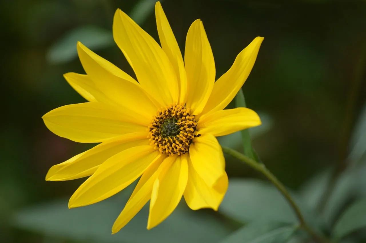 Vibrant Yellow Bloom: A Stunning Summer Flower Macro