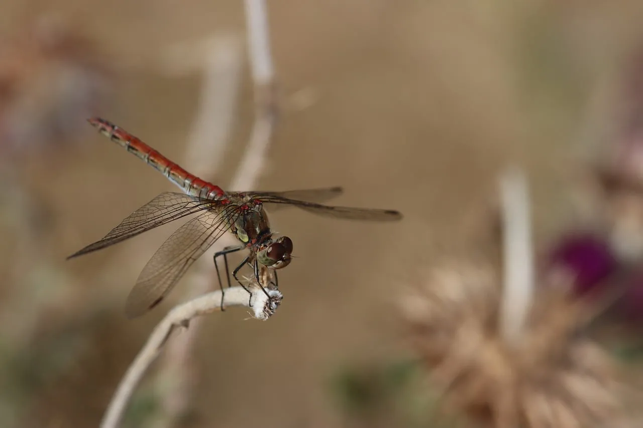 Vibrant Red Darter Dragonfly Perched in Nature's Embrace
