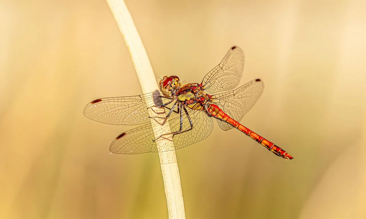 Vibrant Red Dragonfly Perched on Twig in Macro Detail