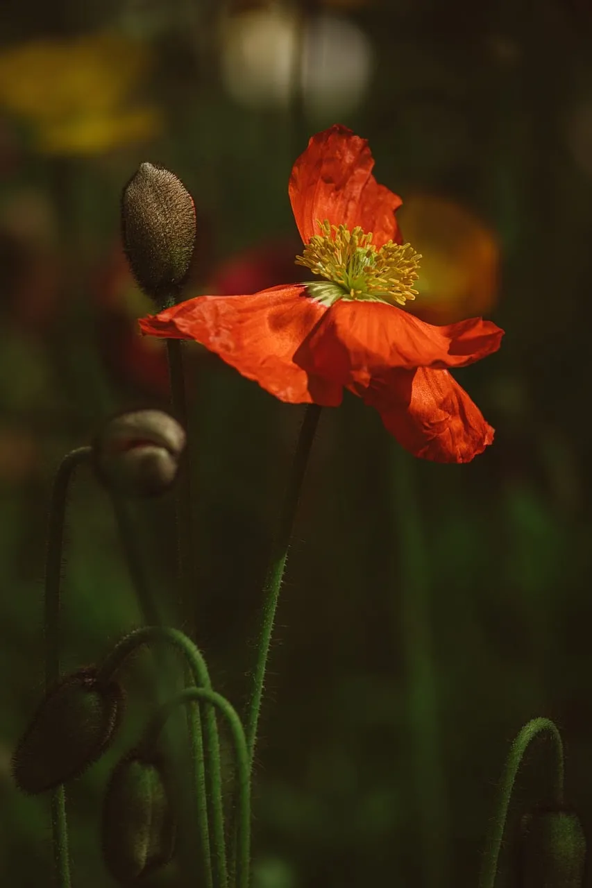 Vibrant Red Poppy Unfolding in a Garden's Embrace