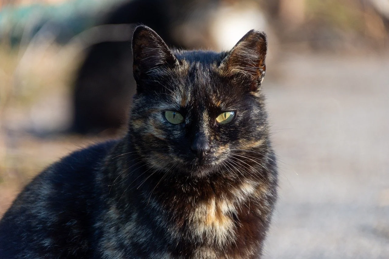 Enchanting Tortoiseshell Cat with Piercing Green Eyes