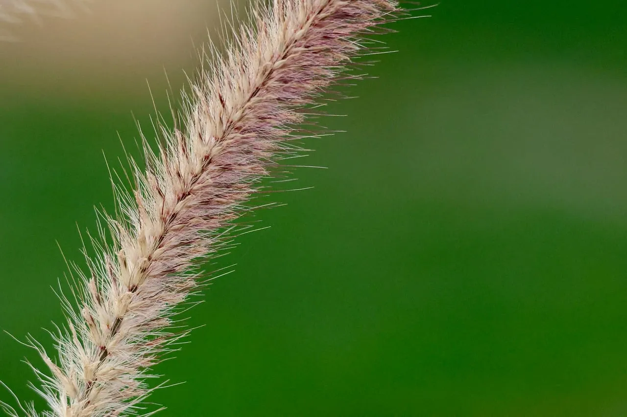 Vibrant Greenery: Macro Shot of Delicate Spring Grass Spikelets