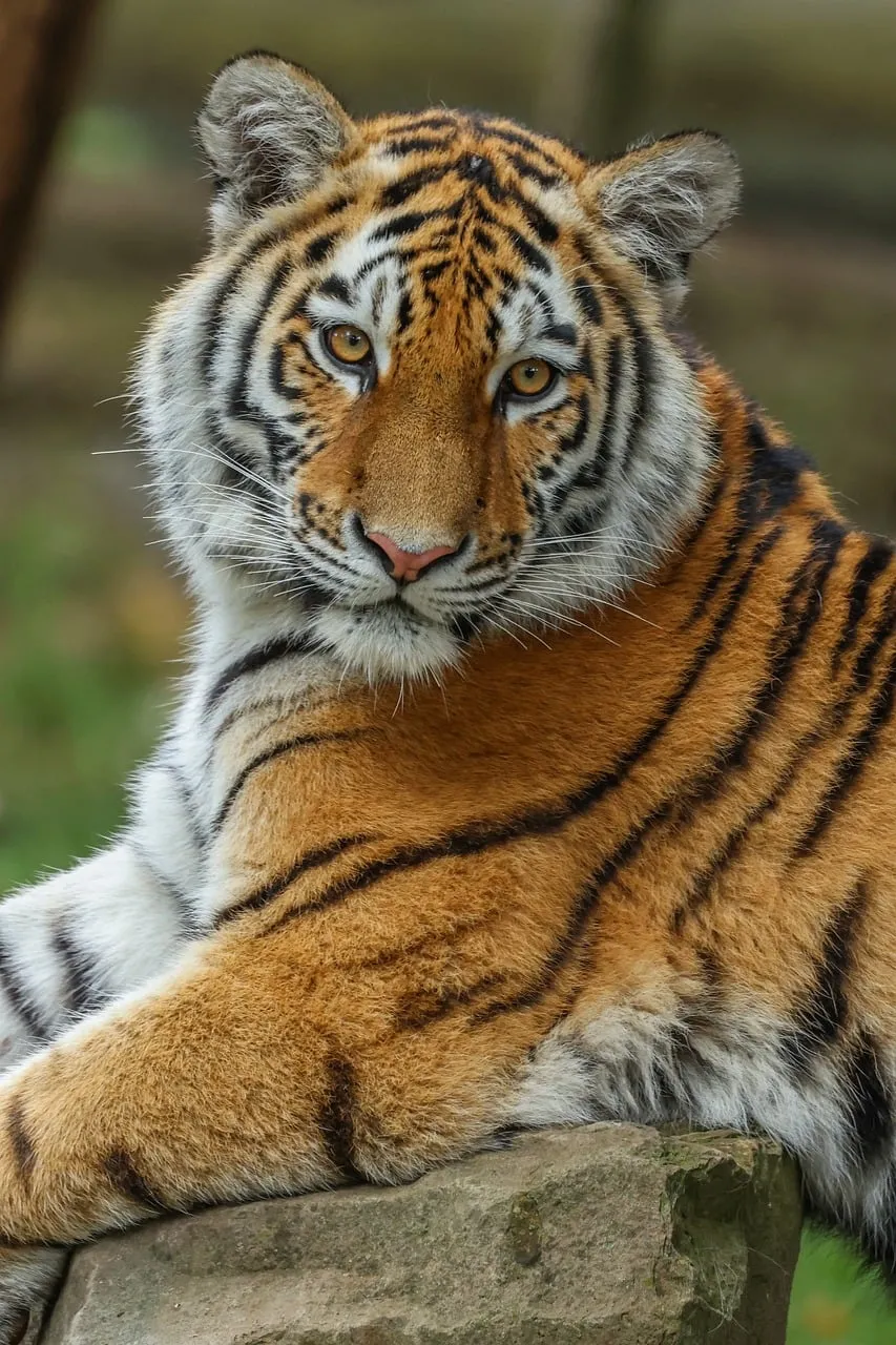 Majestic Gaze: Captivating Tiger Portrait in Nature's Embrace
