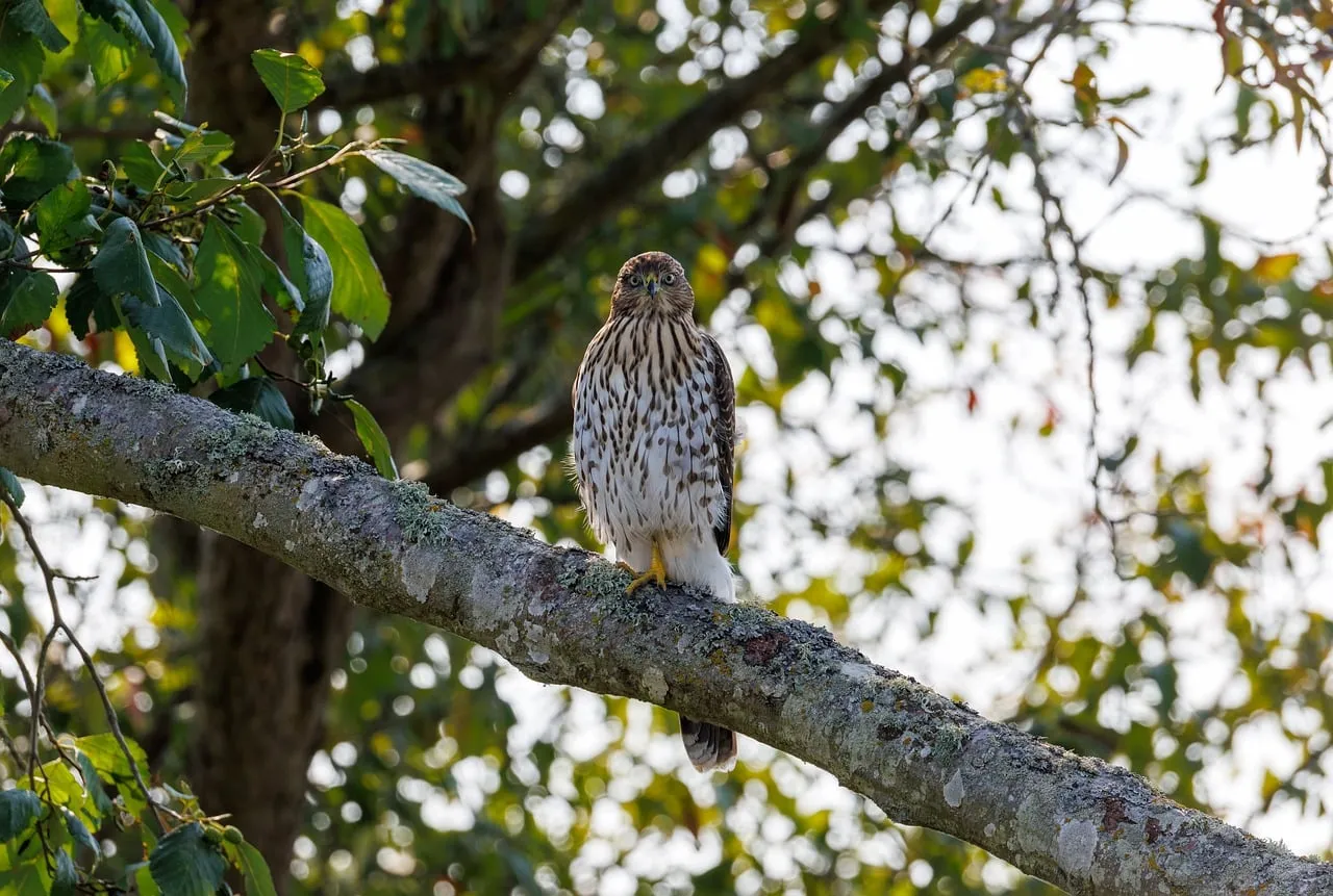 Majestic Hawk Perched: Serene Nature's Gaze