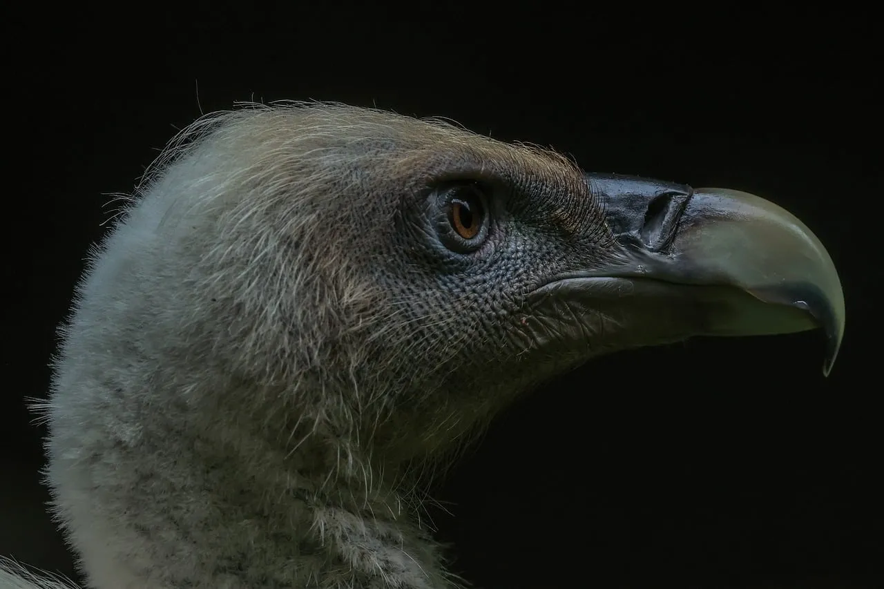 Intense Vulture Profile: A Glimpse into Wild Nature's Power