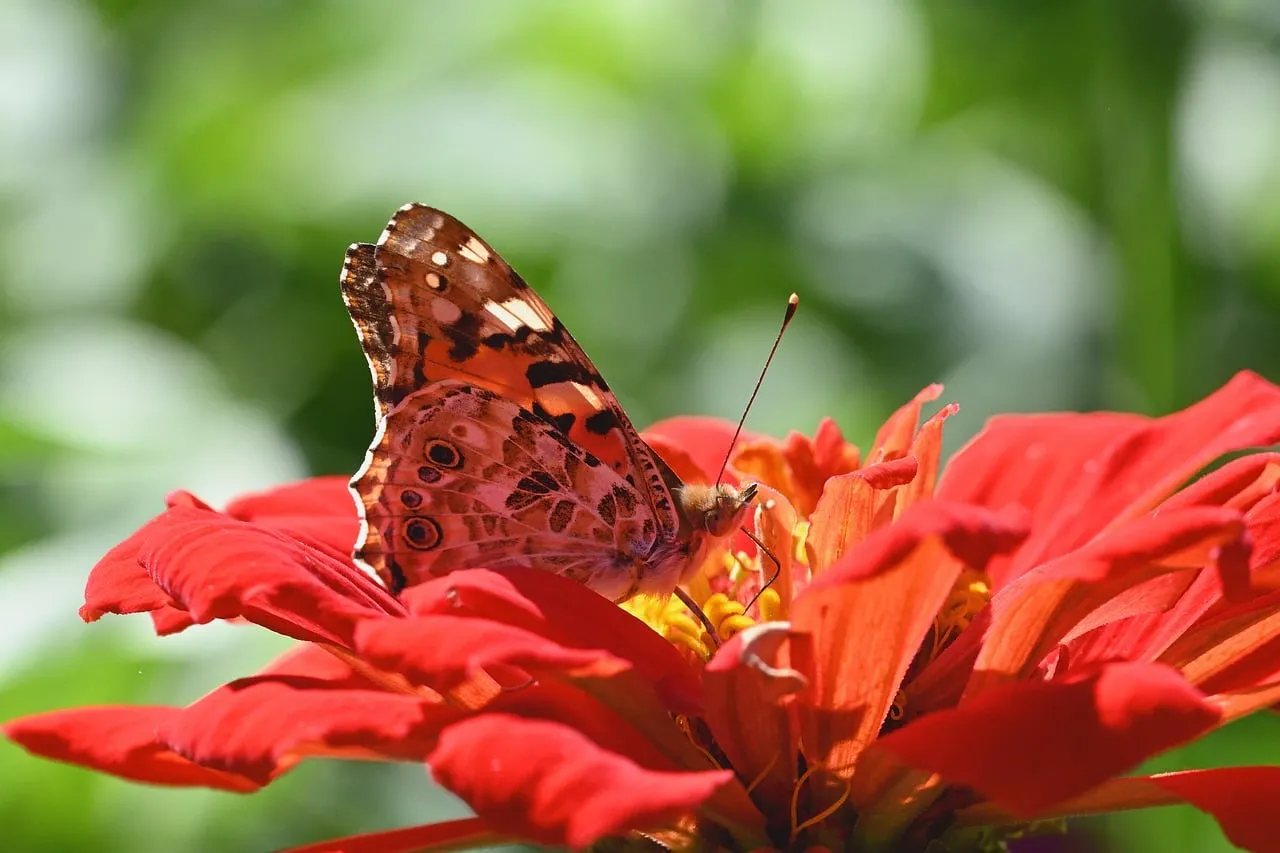 Vibrant Encounter: Painted Lady Butterfly on Zinnia Bloom