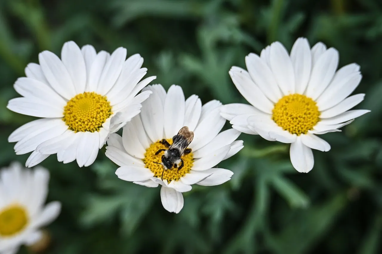 Vibrant Daisy Pollination: A Macro Nature's Ballet