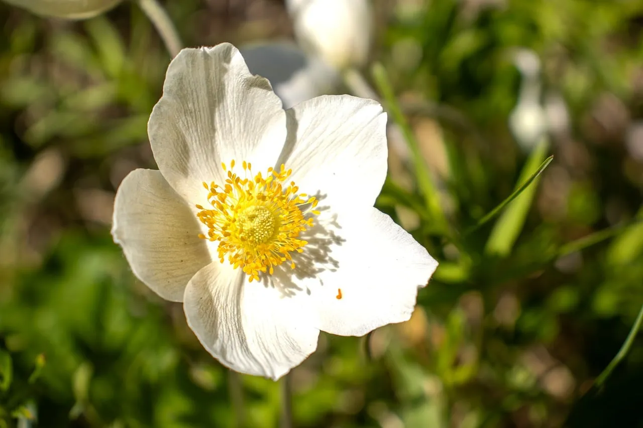 Vibrant Spring Anemone: A Macro Blossom in Nature's Embrace