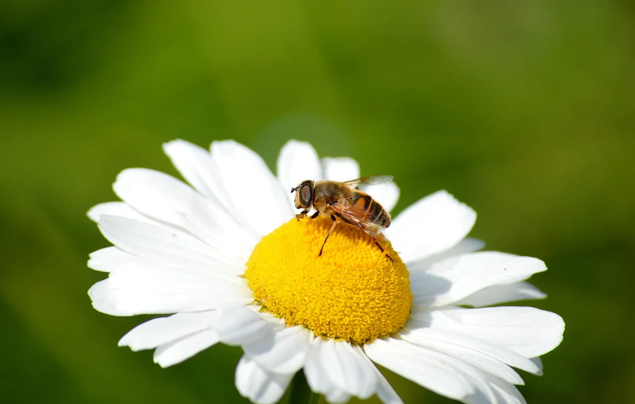Vibrant Daisy Bloom: A Hoverfly's Delicate Landing