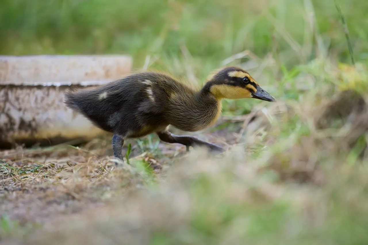 Adorable Fluffy Duckling: Spring's Innocent Explorer