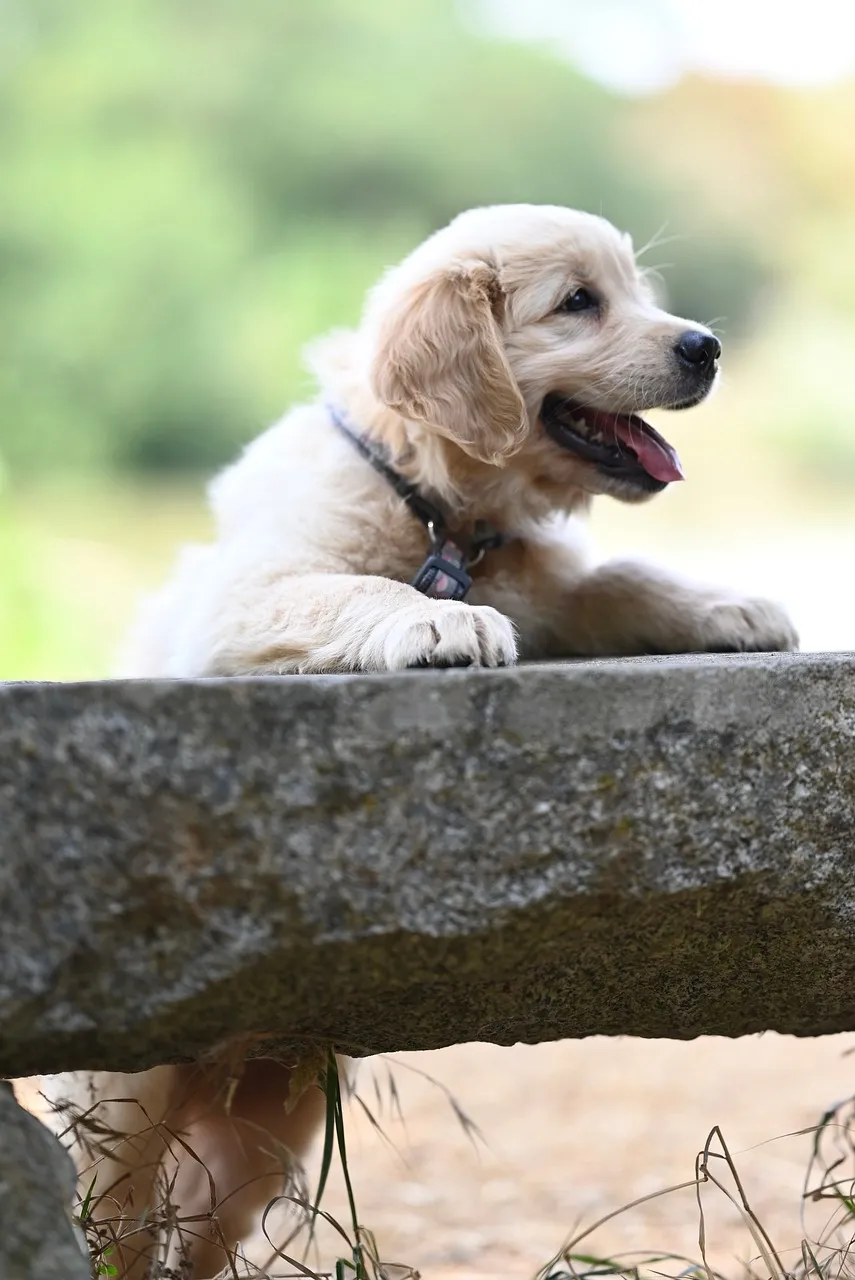 Charming Golden Retriever Puppy: Playful Outdoor Exploration