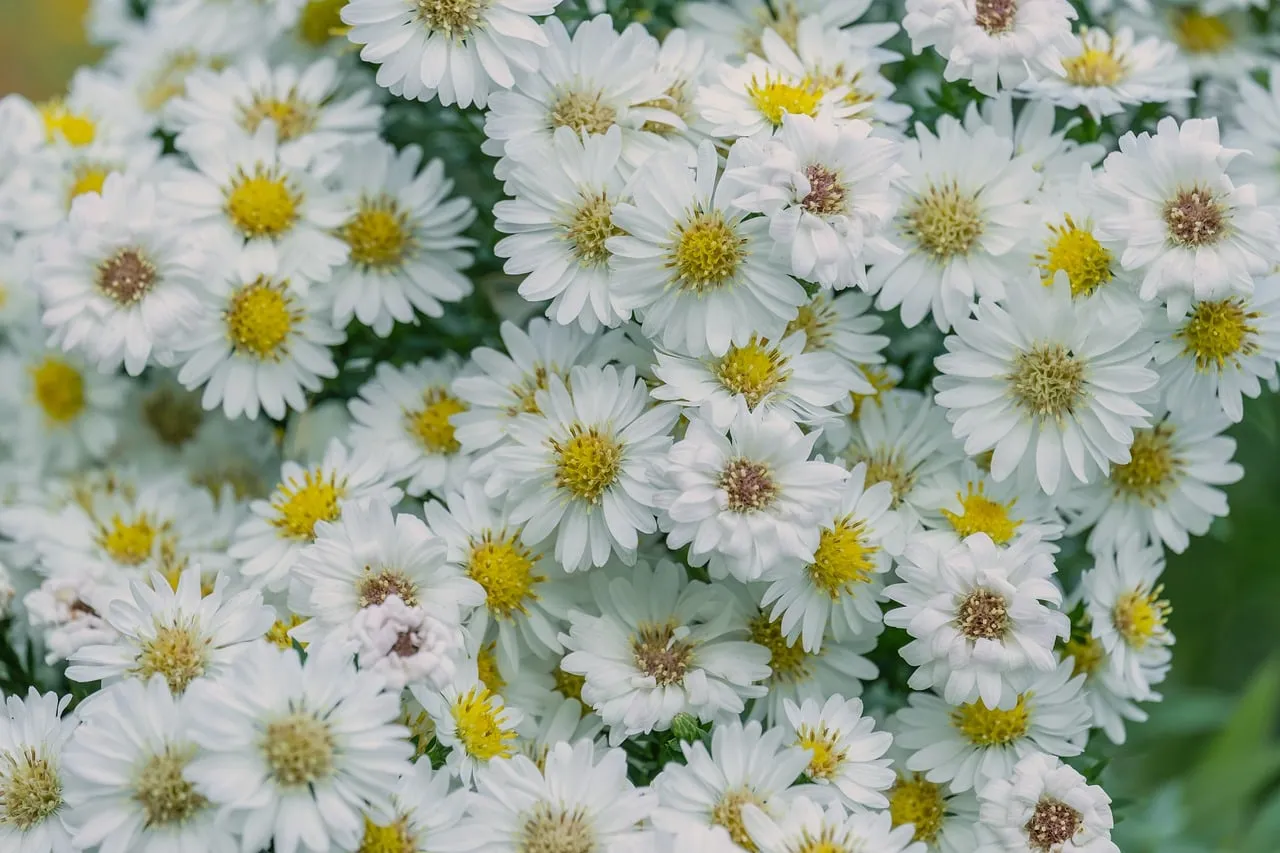 Stunning White Chrysanthemums: A Garden's Pure Blossom Tapestry