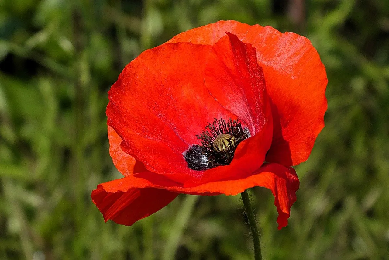 Vibrant Red Poppy: A Symbol of Spring's Delicate Beauty