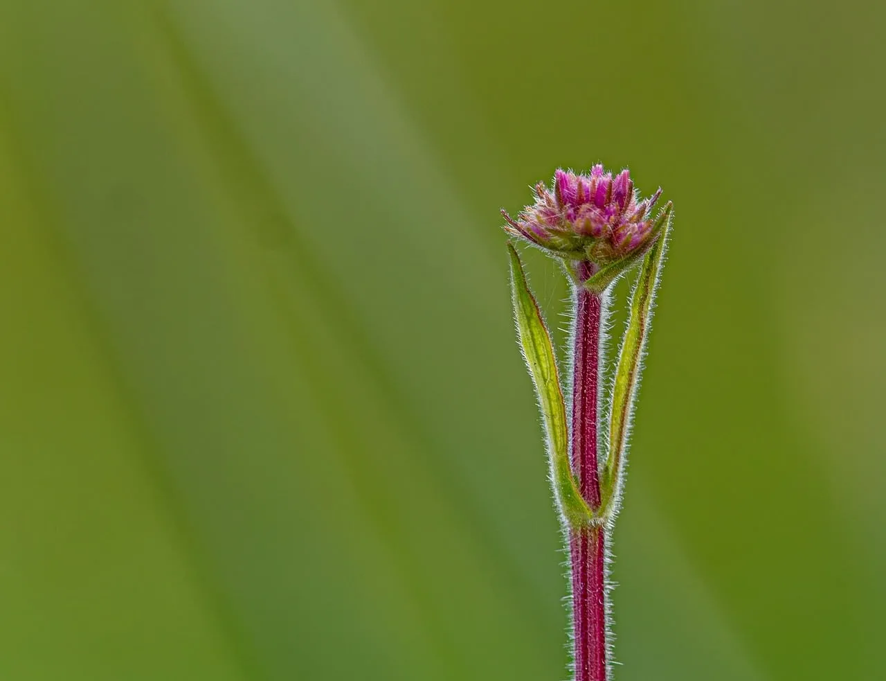 Vibrant Pink Wildflower Bud: Macro Detail on Hairy Stem