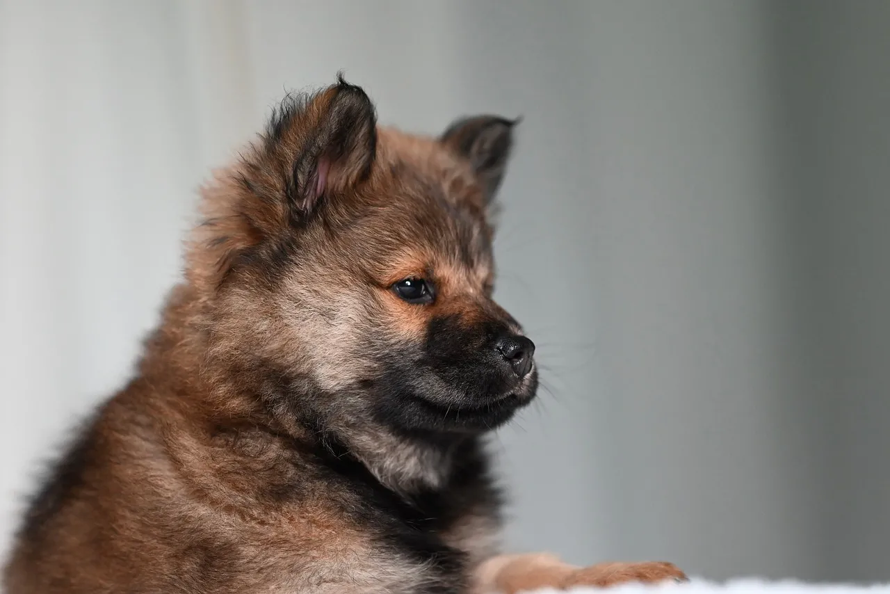 Adorable Eurasier Puppy: A Charming Canine Portrait