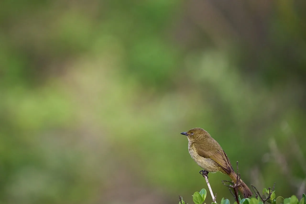 Serene Wild Bird: Nature's Calm in Green Hues