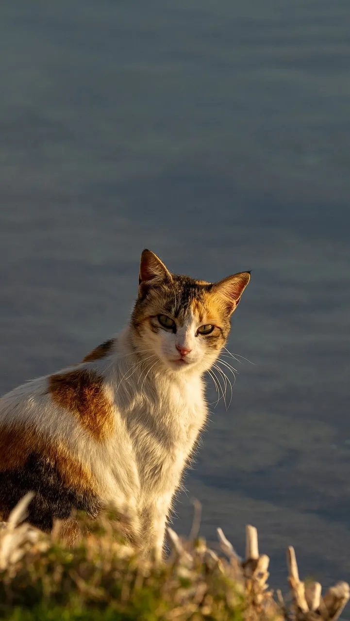 Majestic Calico Cat Bathed in Golden Sunset Glow