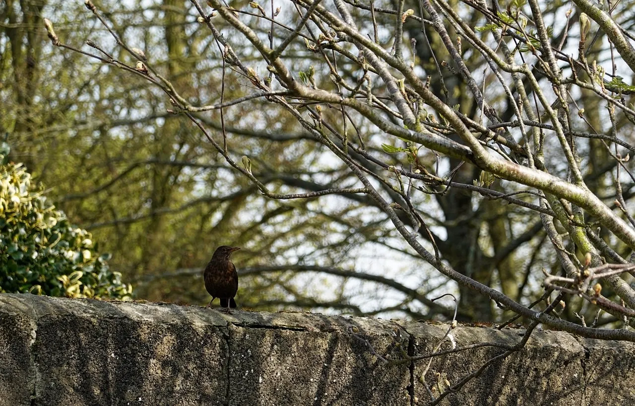 Enchanting Spring: Bird Perched on Stone Wall