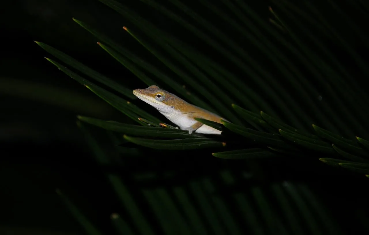 Vibrant Green Anole Blends into Dark Foliage