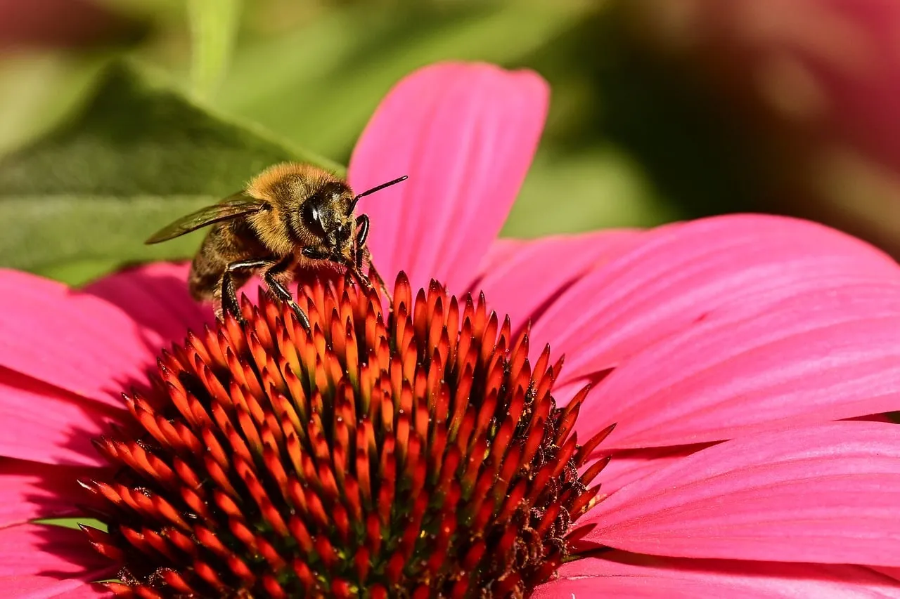 Vibrant Coneflower Blossom with Busy Bee Pollinating
