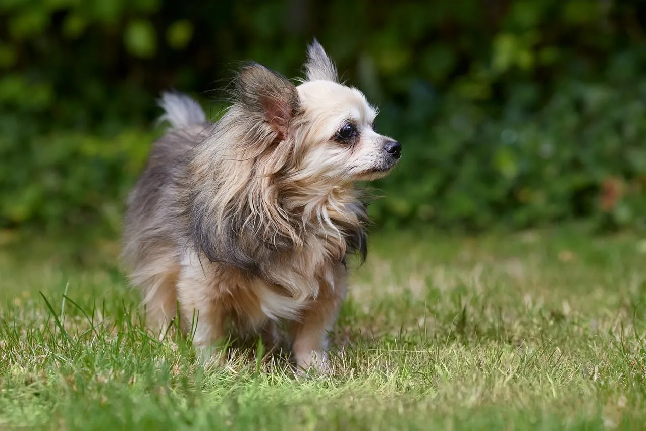 Charming Long-Haired Chihuahua Portrait in Sunny Green Grass