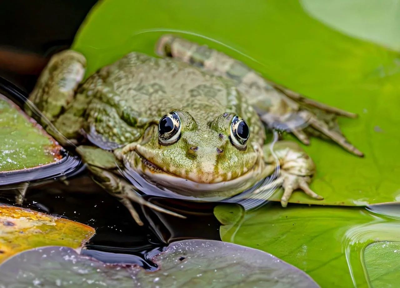 Vibrant Wetland Wonder: Serene Frog on Lily Pad