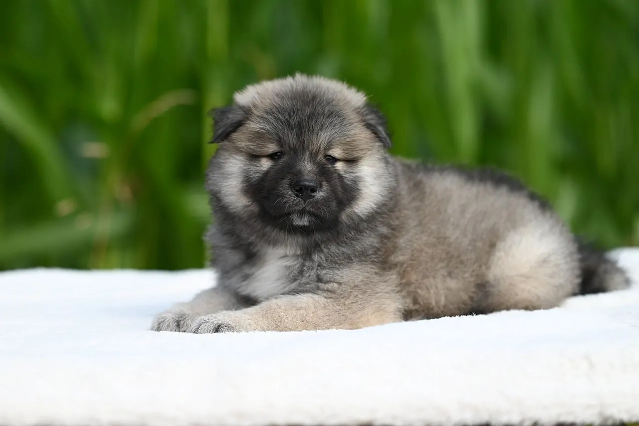 Adorably Fluffy Eurasier Puppy Resting on White Blanket Outdoors
