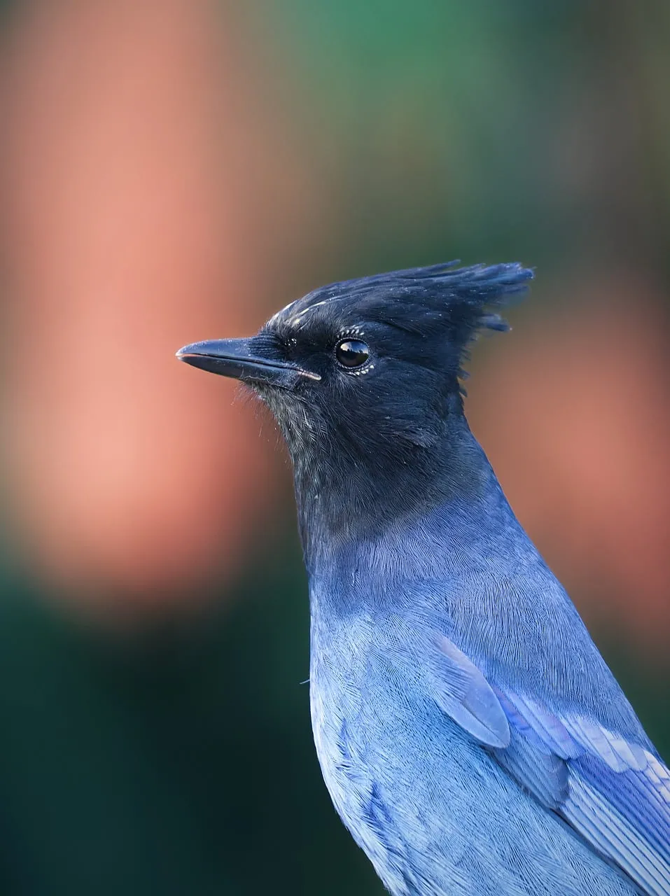 Vibrant Steller's Jay: A Striking Avian Portrait