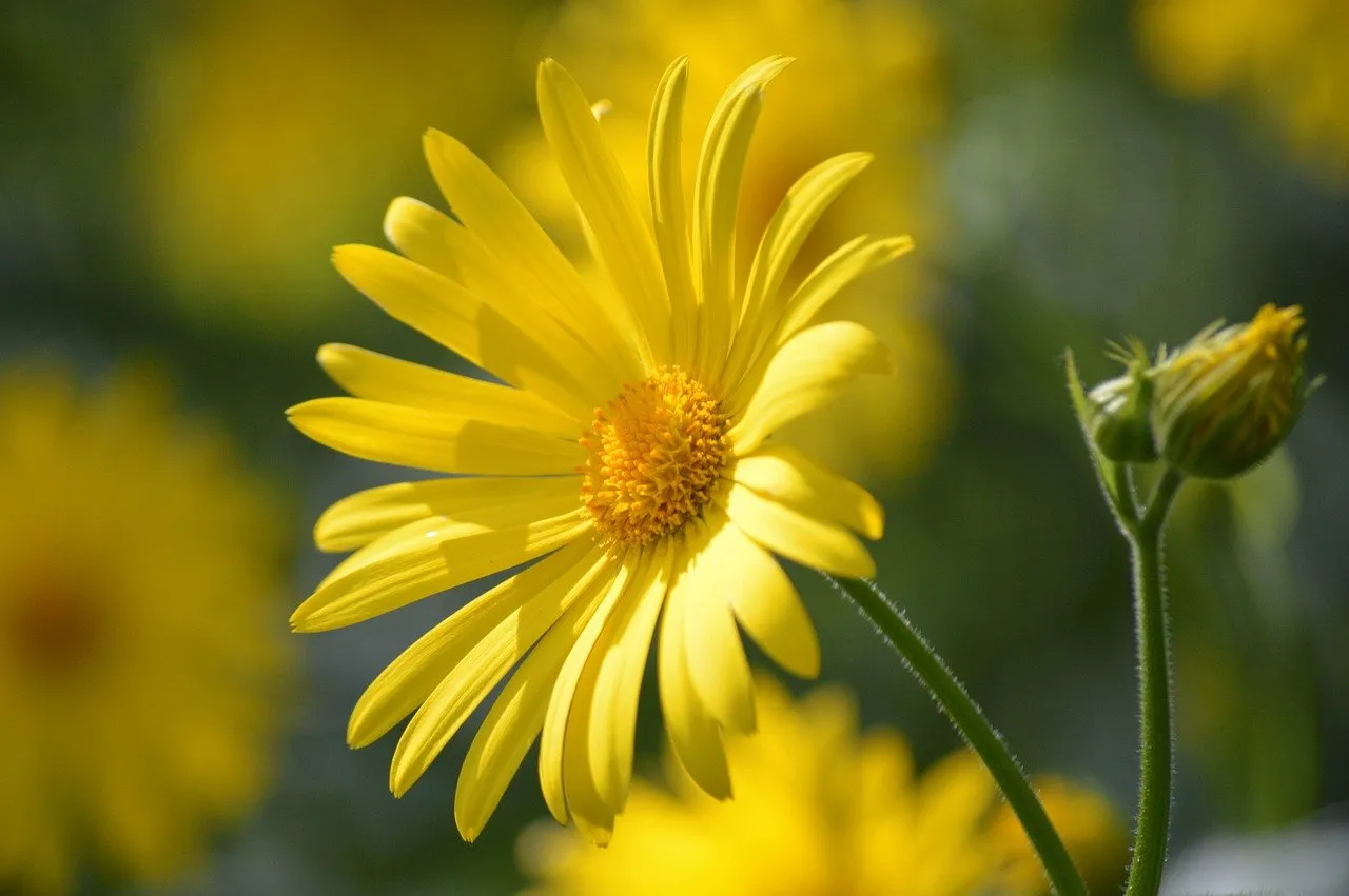 Vibrant Yellow Flower Macro: Nature's Golden Embrace