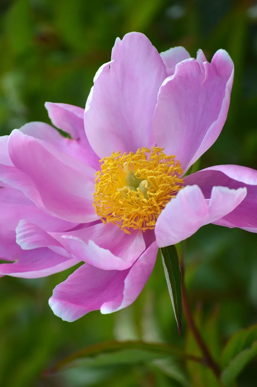 Vibrant Peony Blossom: Nature's Delicate Pastel Masterpiece