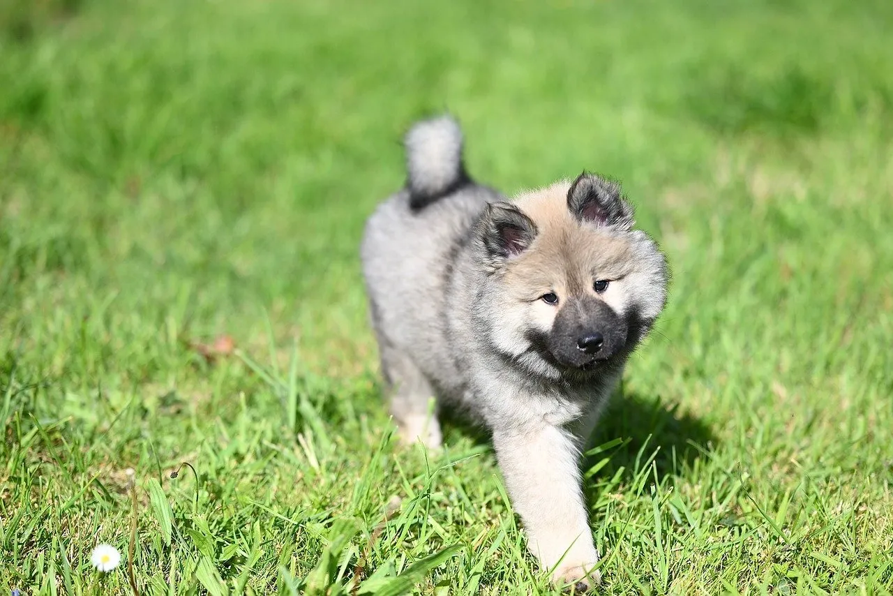 Adorable Eurasier Puppy: Fluffy Joy on a Sunny Lawn