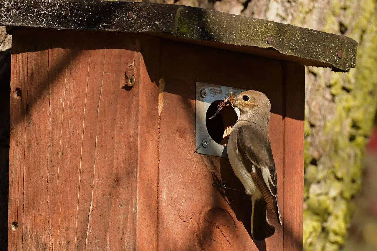 Charming Bird Feeds Chicks in Cozy Nest Box at Sunset