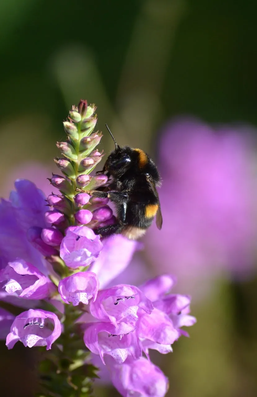 Vibrant Summer: Bumblebee Nectaring on Purple Blossom
