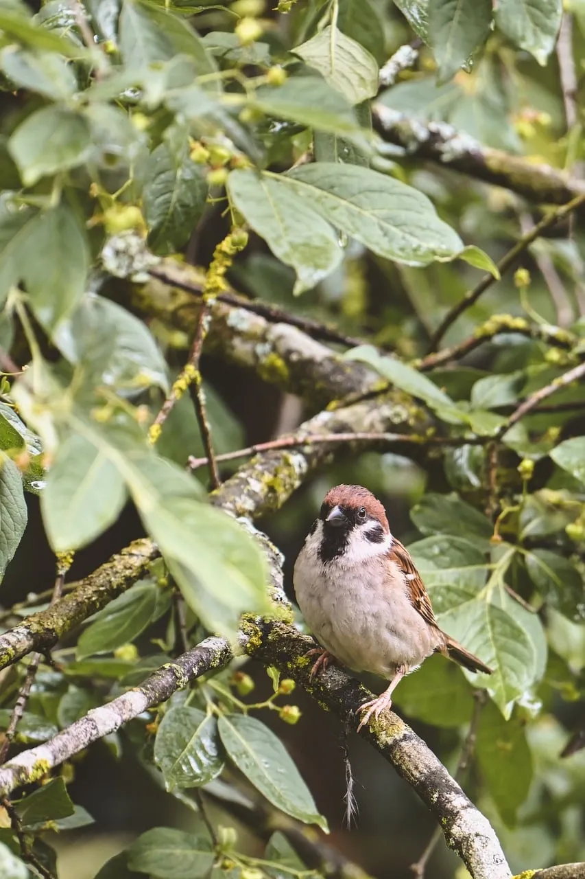 Charming Sparrow Perched Amidst Lush Green Spring Foliage