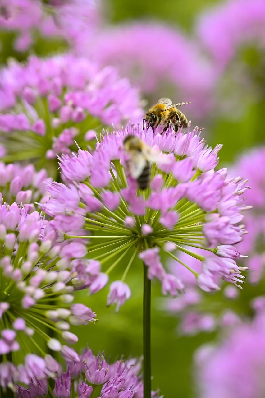 Vibrant Summer Pollination: Bees on Pink Allium Blooms
