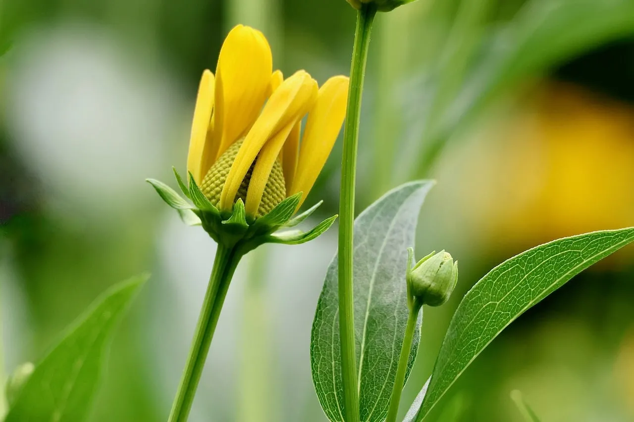 Vibrant Yellow Coneflower Bud Unfurling in Nature's Embrace