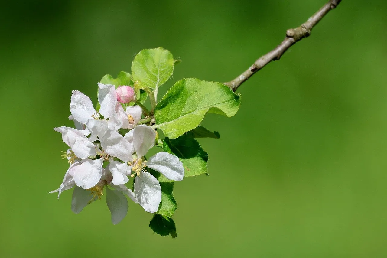 Vibrant Apple Blossom: A Delicate Symbol of Spring's Awakening