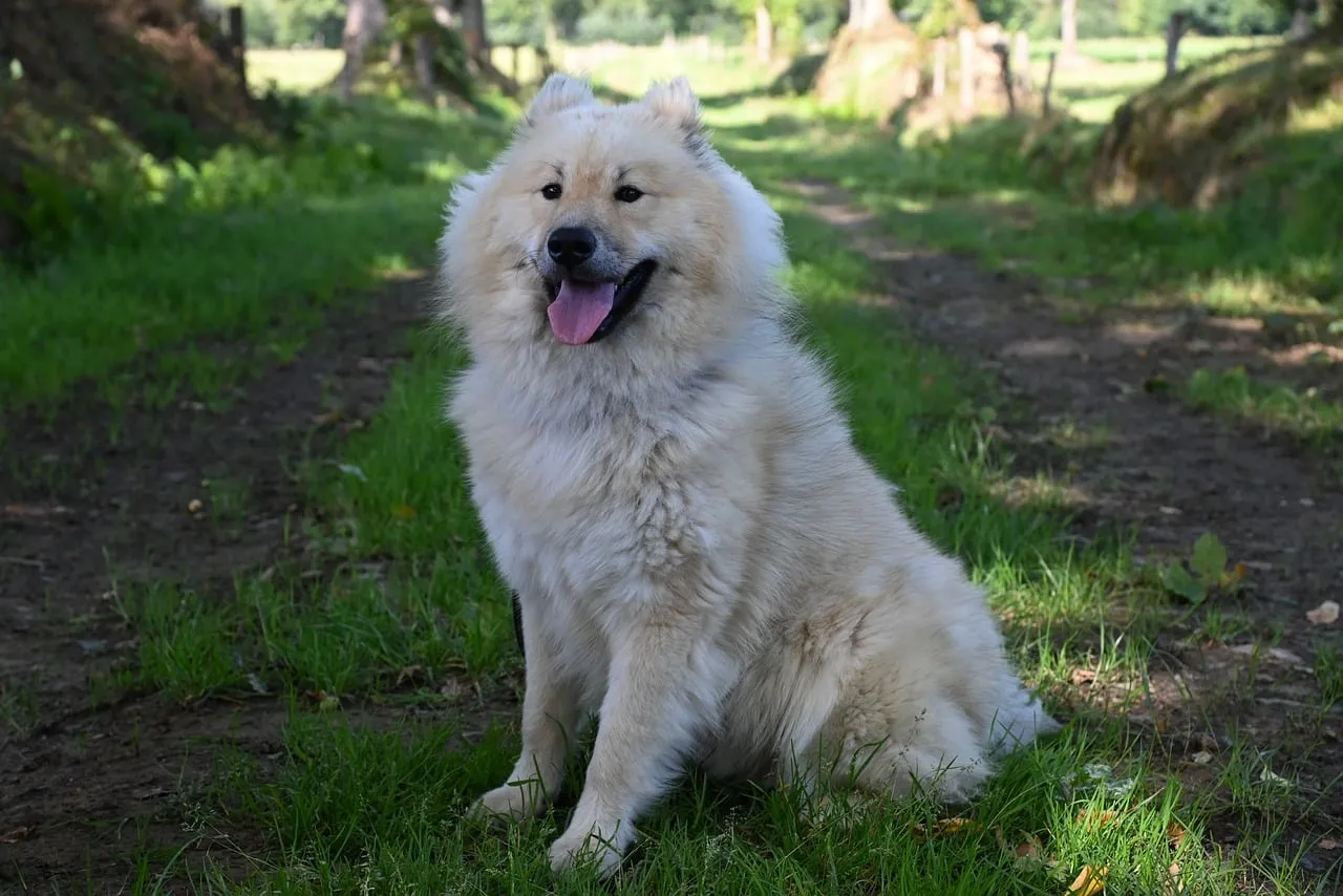 Majestic Eurasier: Fluffy Companion in a Lush Woodland Setting