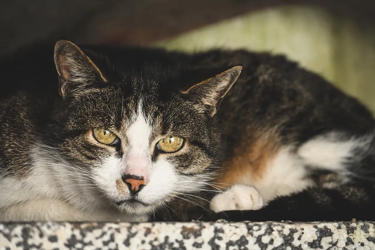 Enchanting Gaze: A Tabby Cat's Serene Close-up Portrait