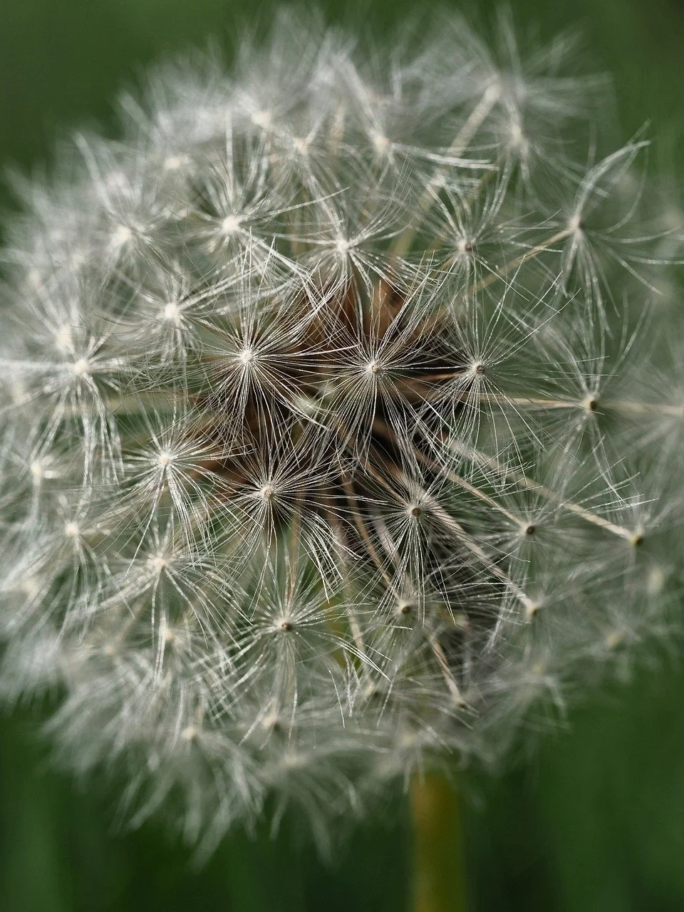 Breathtaking Macro Dandelion: Seeds of Hope Up Close