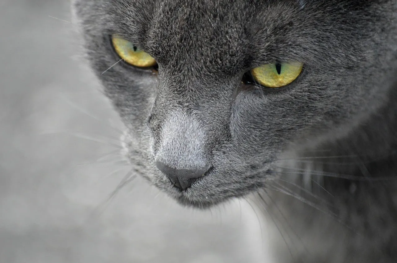Intense Gaze: Captivating Close-up of a Grey Cat's Yellow Eyes