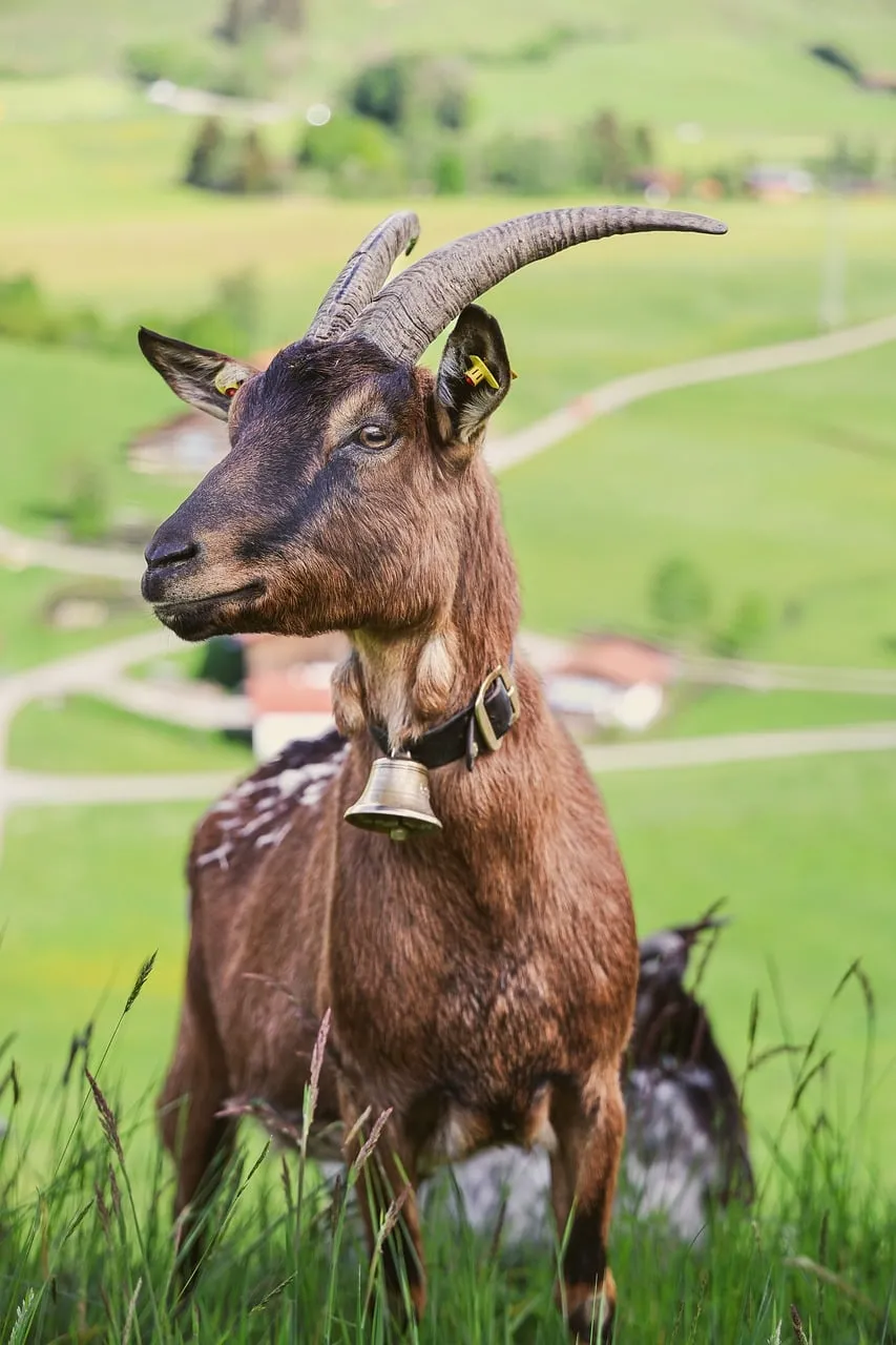 Majestic Alpine Goat with Bell in Summer Mountain Pasture