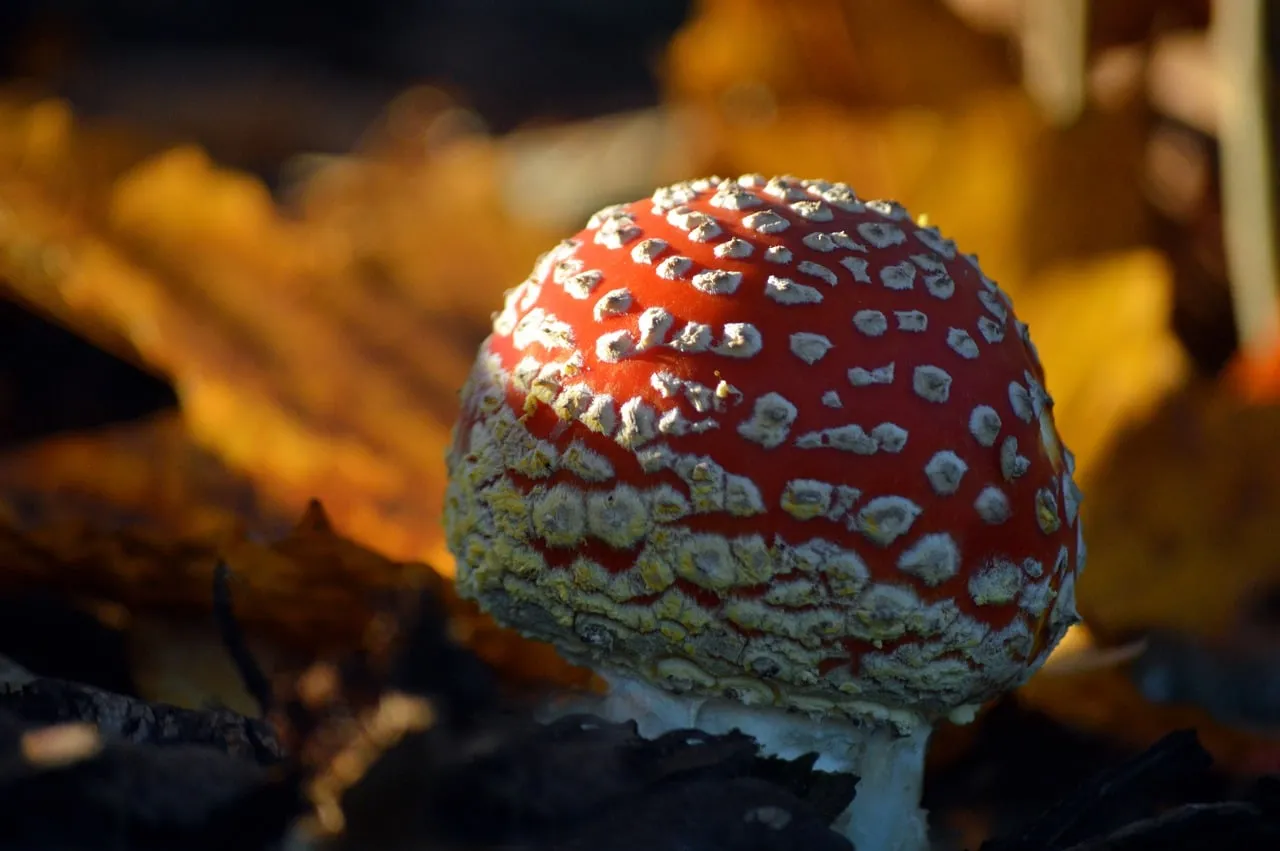 Vibrant Fly Agaric: Autumn's Toxic Beauty in Close-Up