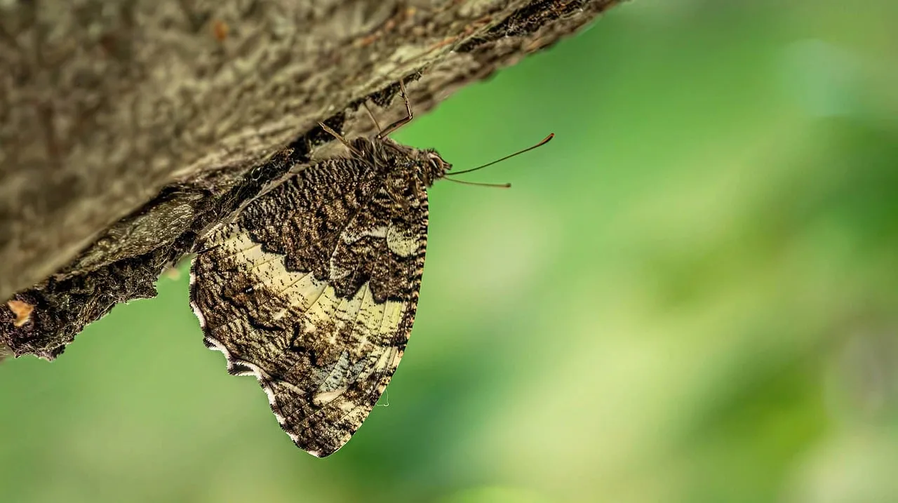 Stunning Camouflage: Butterfly Blends Seamlessly with Tree Bark